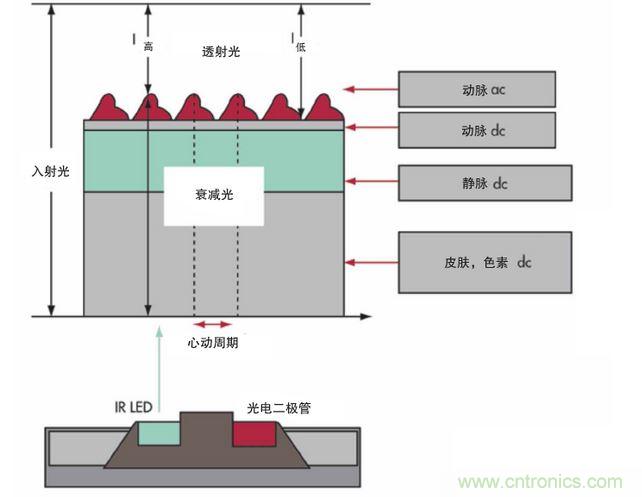 可以用发光二极管 (LED) 来照亮皮肤,然后测量反射到一个光电二极管的光量来监测每个心动周期